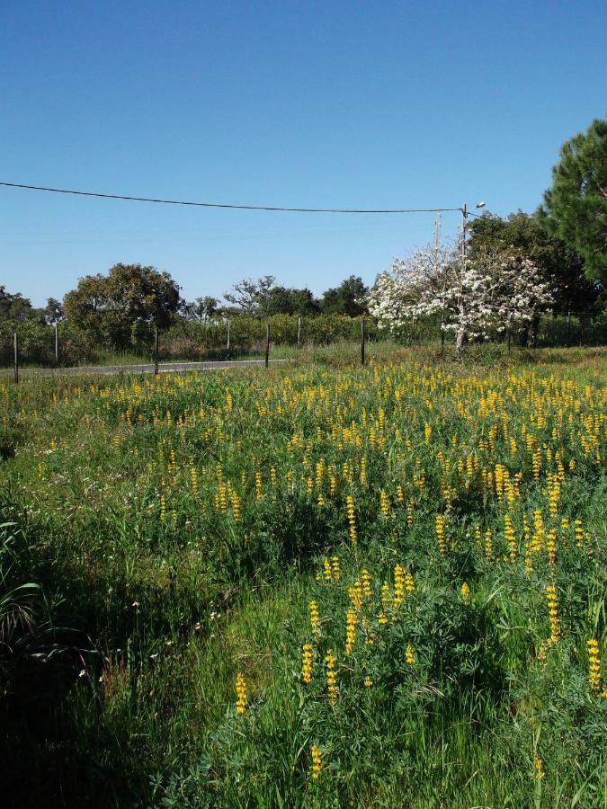 ホテル Quinta Do Pinheiro Grândola エクステリア 写真